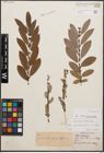 Foto von Salix cinerea L.